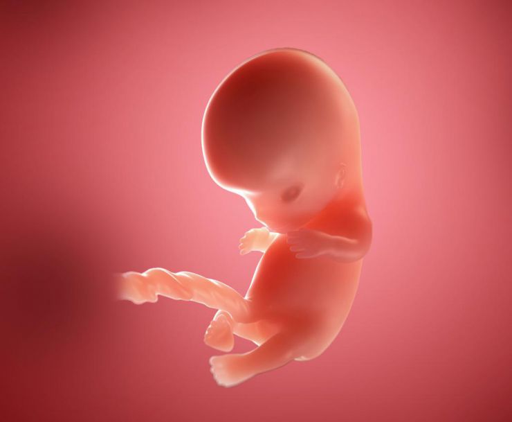 Как Выглядит Ребенок 9 Недель Фото Как Выглядит Ребенок 9 Недель Фото